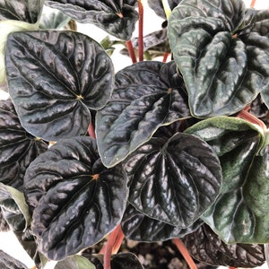 Peperomia 'Dark Ripple' image 1