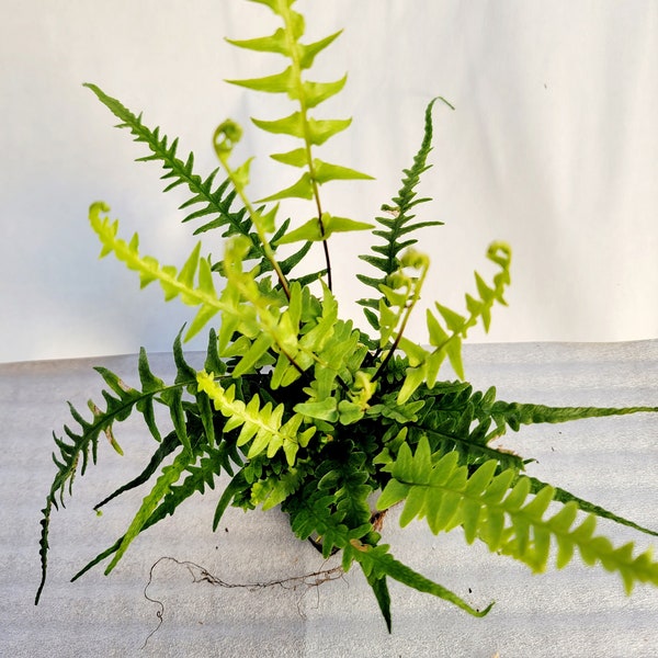 Dragon's Tail Fern