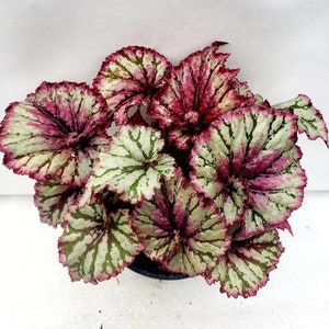 Rex Begonia 'Festive Celebration'