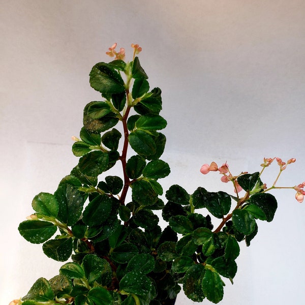 Begonia Foliosa