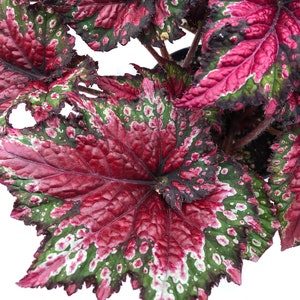 Rex Begonia 'Festive Red & Green' image 3