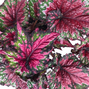 Rex Begonia 'Festive Red & Green' image 1