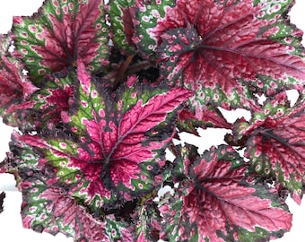 Rex Begonia 'Festive Red & Green'