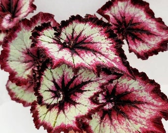 Rex Begonia 'Aphrodite' - BFF Exclusive