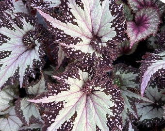 Rex Begonia 'Festive Paisley Silver'