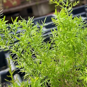 Asparagus densifloris &#39;Sprengeri&#39;