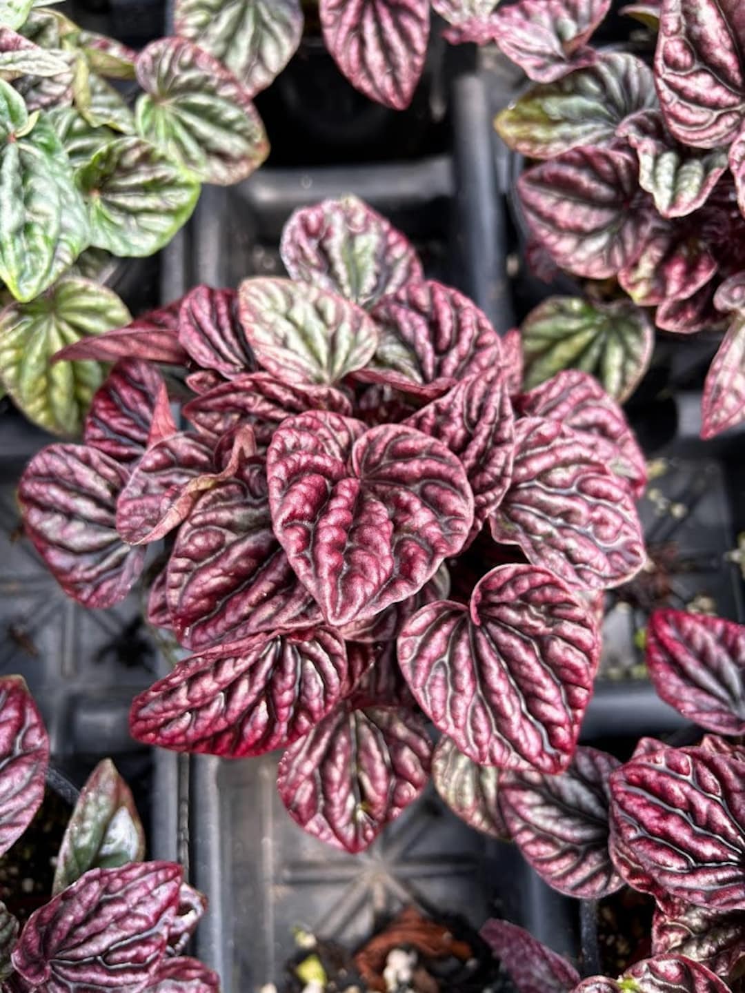 Peperomia 'ruby Ripple' - Etsy