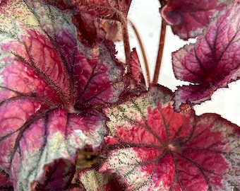 May include: Close-up of a houseplant with large, variegated leaves. The leaves are a mix of deep pink, white, and green, with a textured, almost fuzzy surface.
