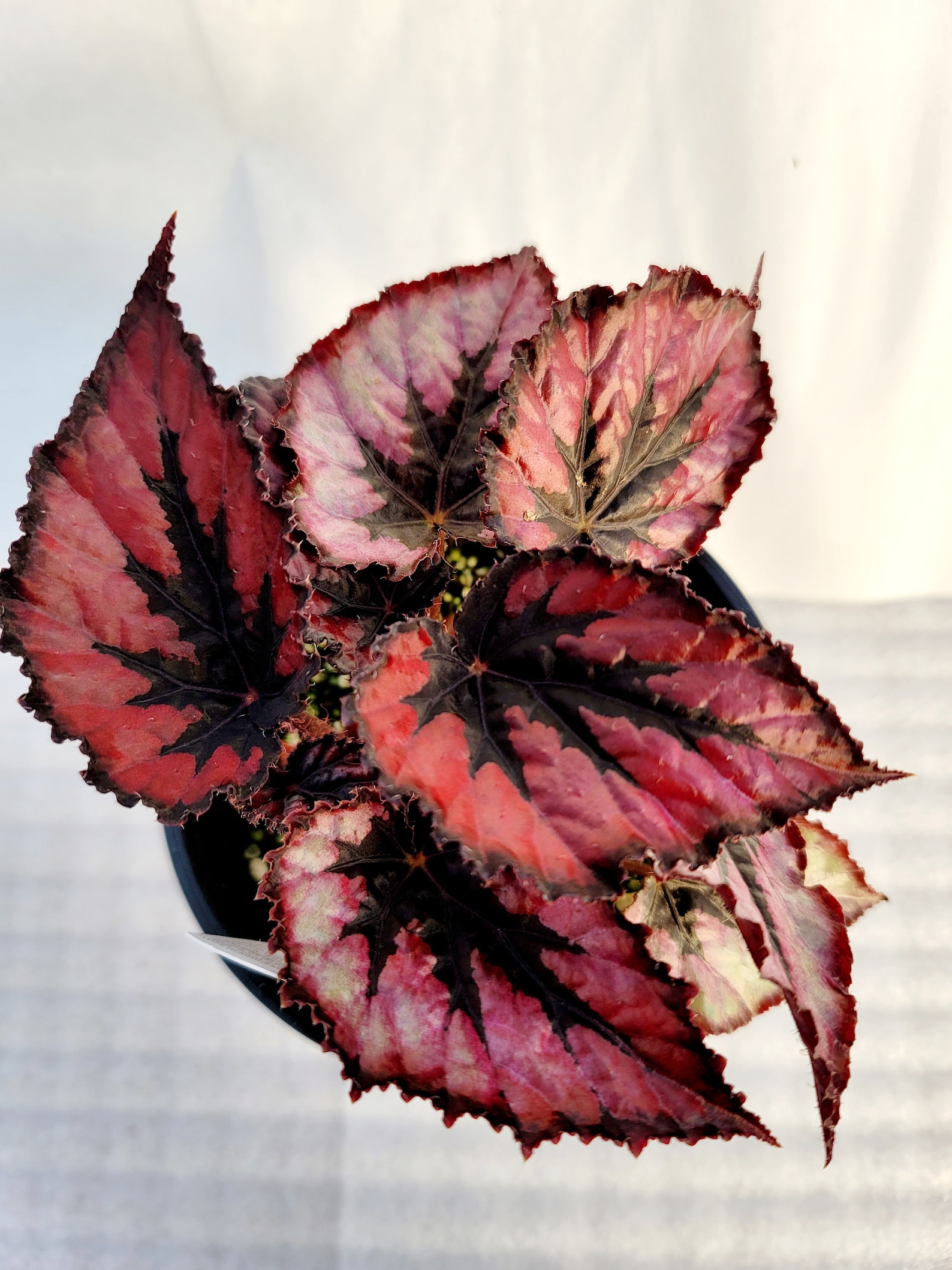 Jurassic™ Dino Rex Begonia ‘black Tie’ - Etsy