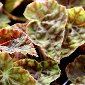 Rhizomatous Begonia 'Autumn' image 4