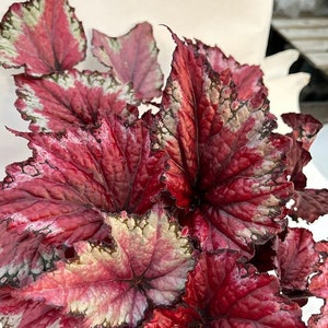 Rex Begonia 'Candy Apple' BFF EXCLUSIVE image 4