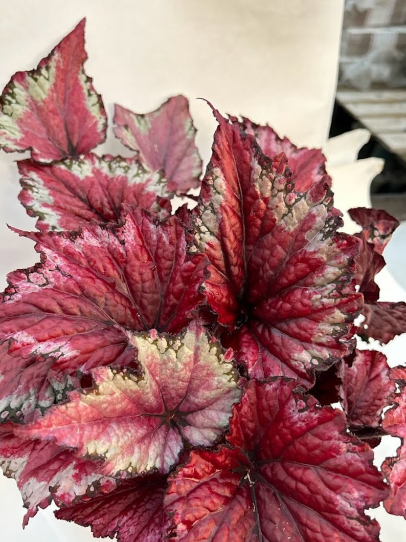 Rex Begonia 'Candy Apple' BFF EXCLUSIVE image 4