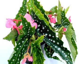 Angelwing Begonia 'My Special Angel'