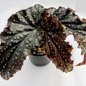 Angelwing Begonia 'Fannie Moser' image 7