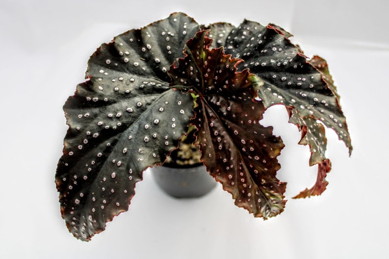 Angelwing Begonia 'Fannie Moser' image 7