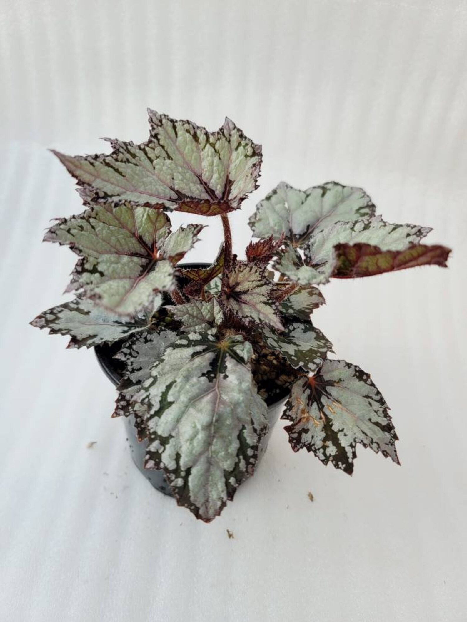 Rex Begonia 'shadow King Moonlight' Etsy
