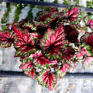 Rex Begonia 'Festive Red & Green' image 8