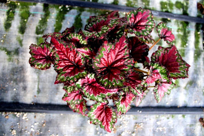 Rex Begonia 'Festive Red & Green' image 8