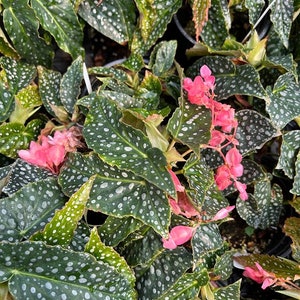 Angelwing Begonia 'Cracked Ice'