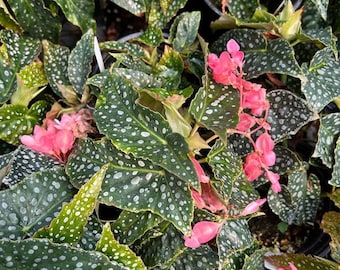 Angelwing Begonia 'Cracked Ice'