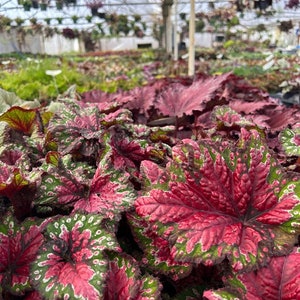 Rex Begonia 'Festive Red & Green' image 4