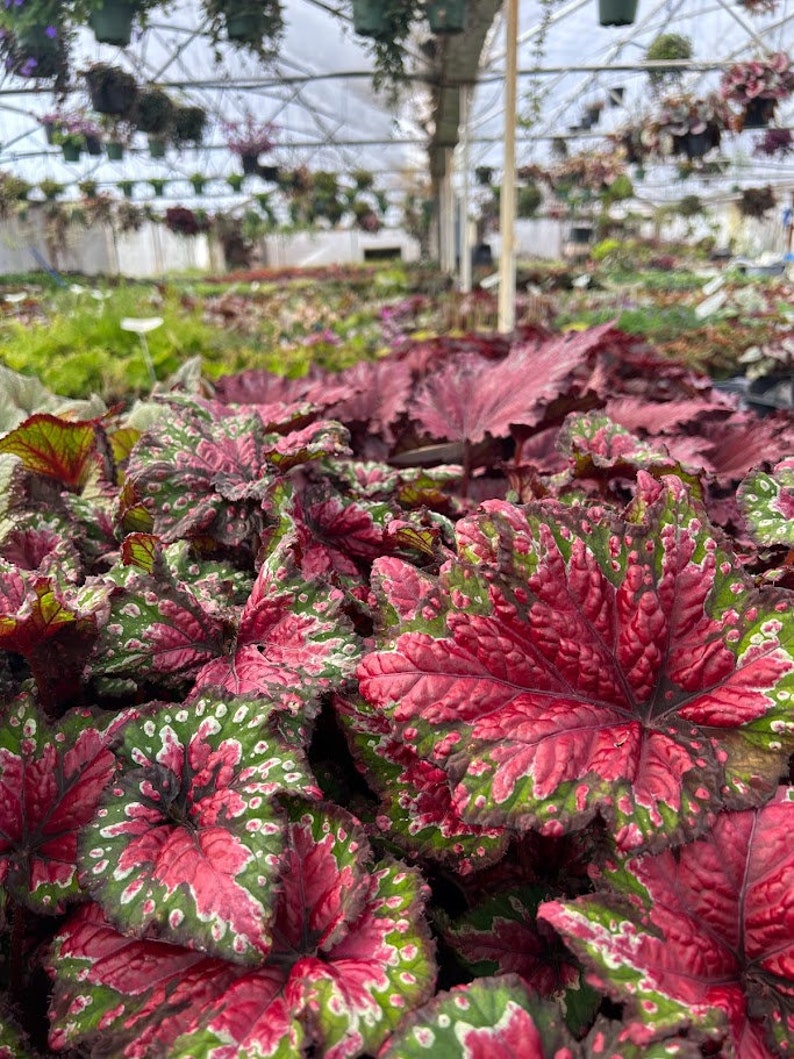 Rex Begonia 'Festive Red & Green' image 4