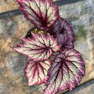 Rex Begonia 'Royal Merlot' image 5