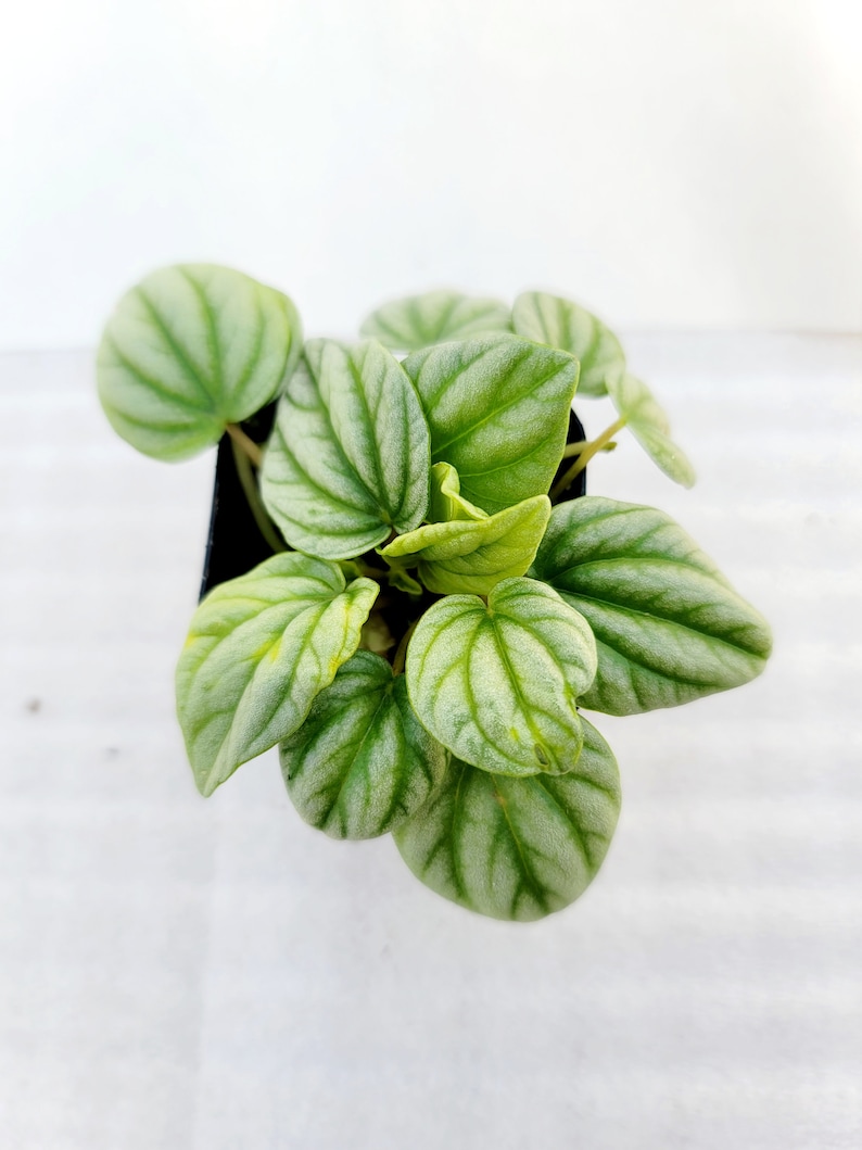 BearFootFarmsLLC Peperomia Frost