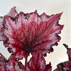 Rex Begonia 'Candy Apple' BFF EXCLUSIVE image 2