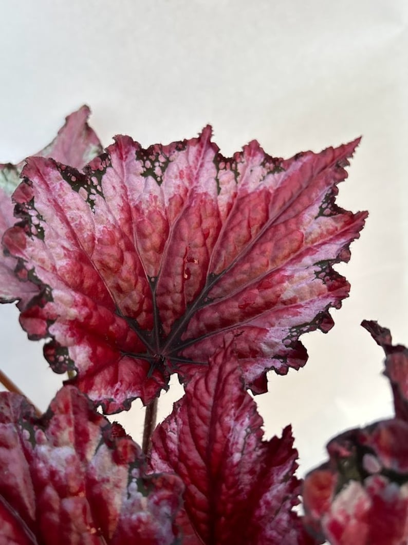 Rex Begonia 'Candy Apple' BFF EXCLUSIVE image 2