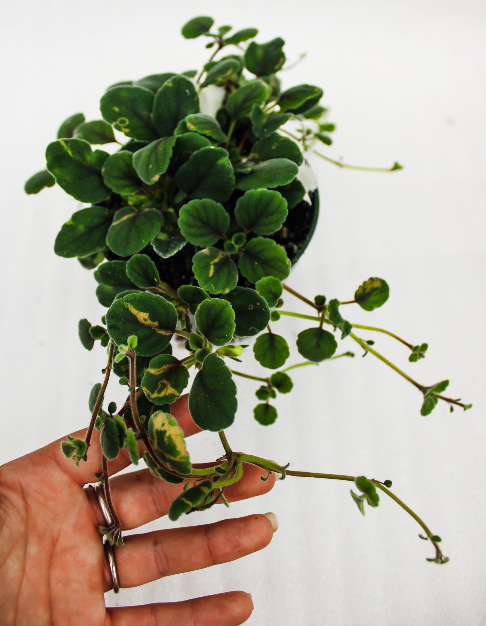 Lace Flower Alsobia Dianthiflora - Etsy