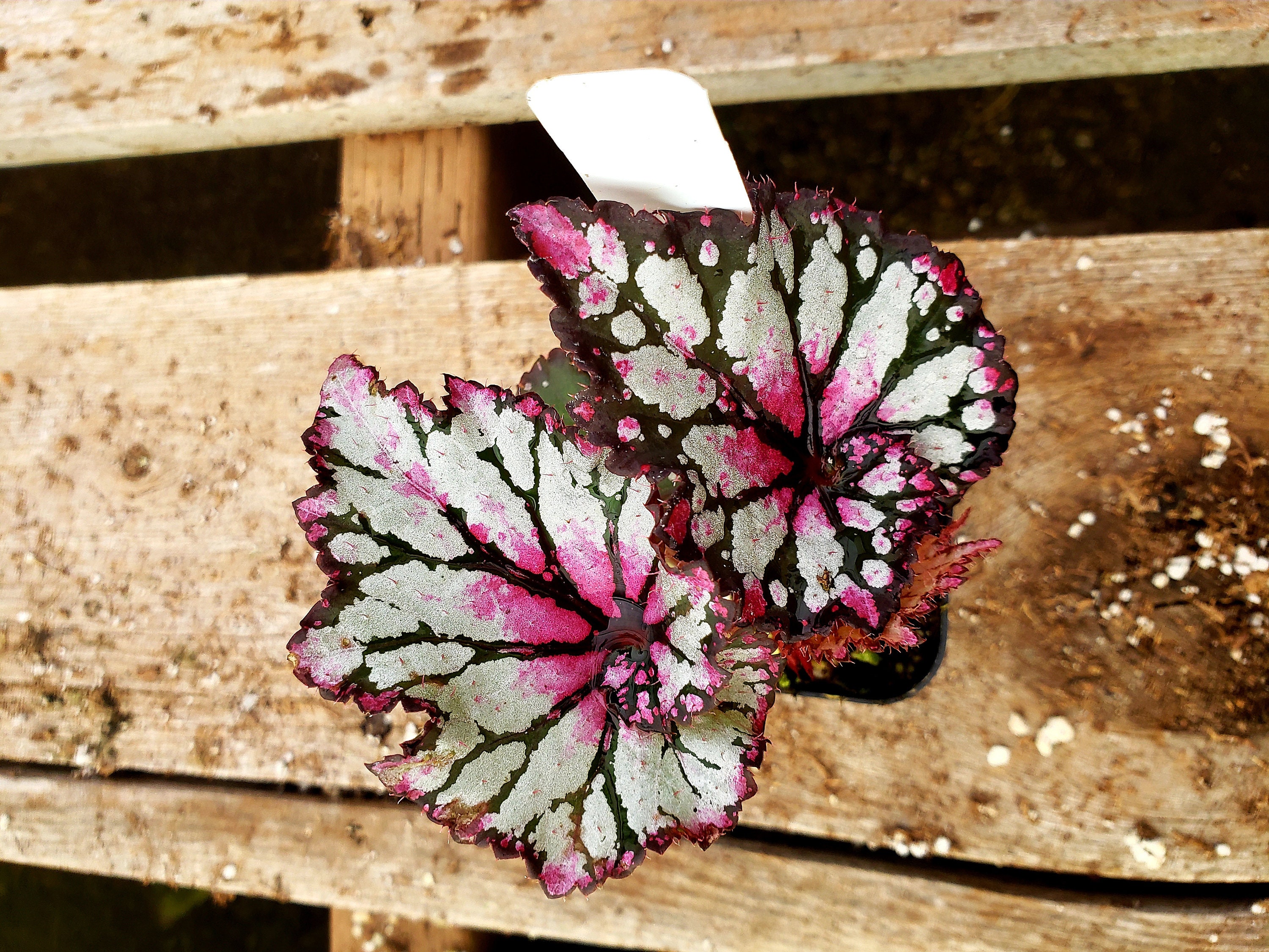 Jurassic 'Pink Splash' Rex Begonia Etsy