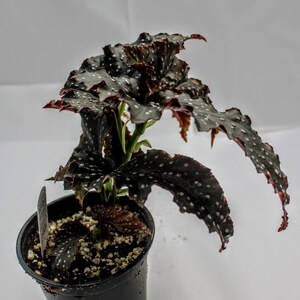 Angelwing Begonia 'Fannie Moser' image 9