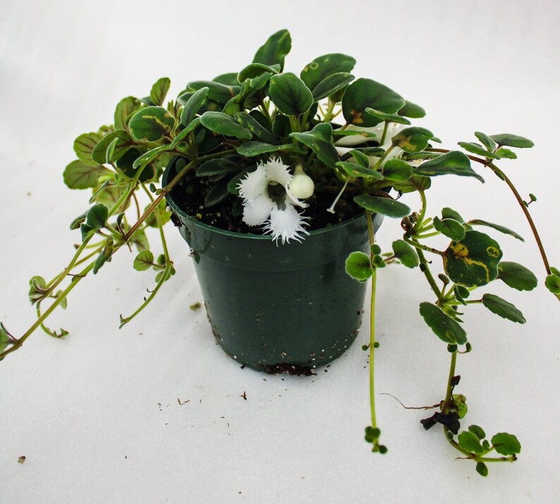 Lace Flower Alsobia Dianthiflora - Etsy