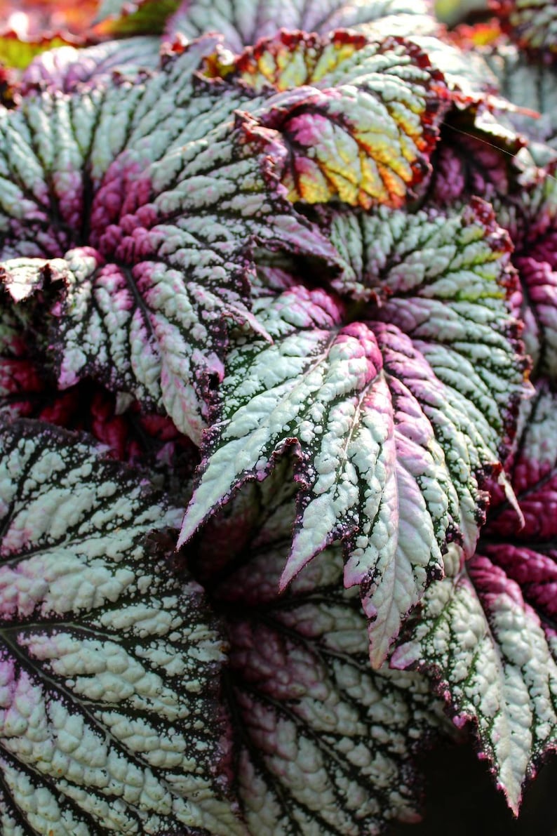Rex Raptor Blush Rex Begonia 'royal Blush' - Etsy