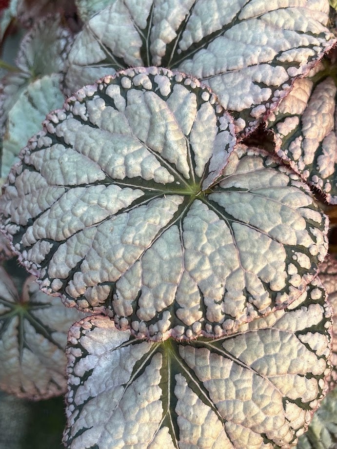 Rex Begonia 'Silver Dollar'