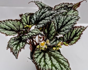 Rex Begonia 'Lancelot' BFF Exclusive