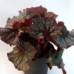 Rex Begonia 'Festive Starry Night' image 1