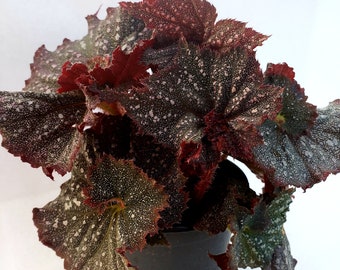 Rex Begonia 'Festive Starry Night'