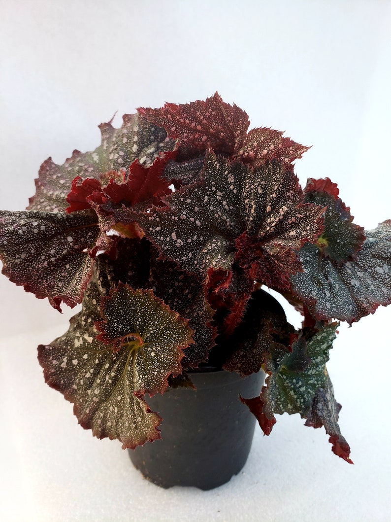 Rex Begonia 'Festive Starry Night' image 1