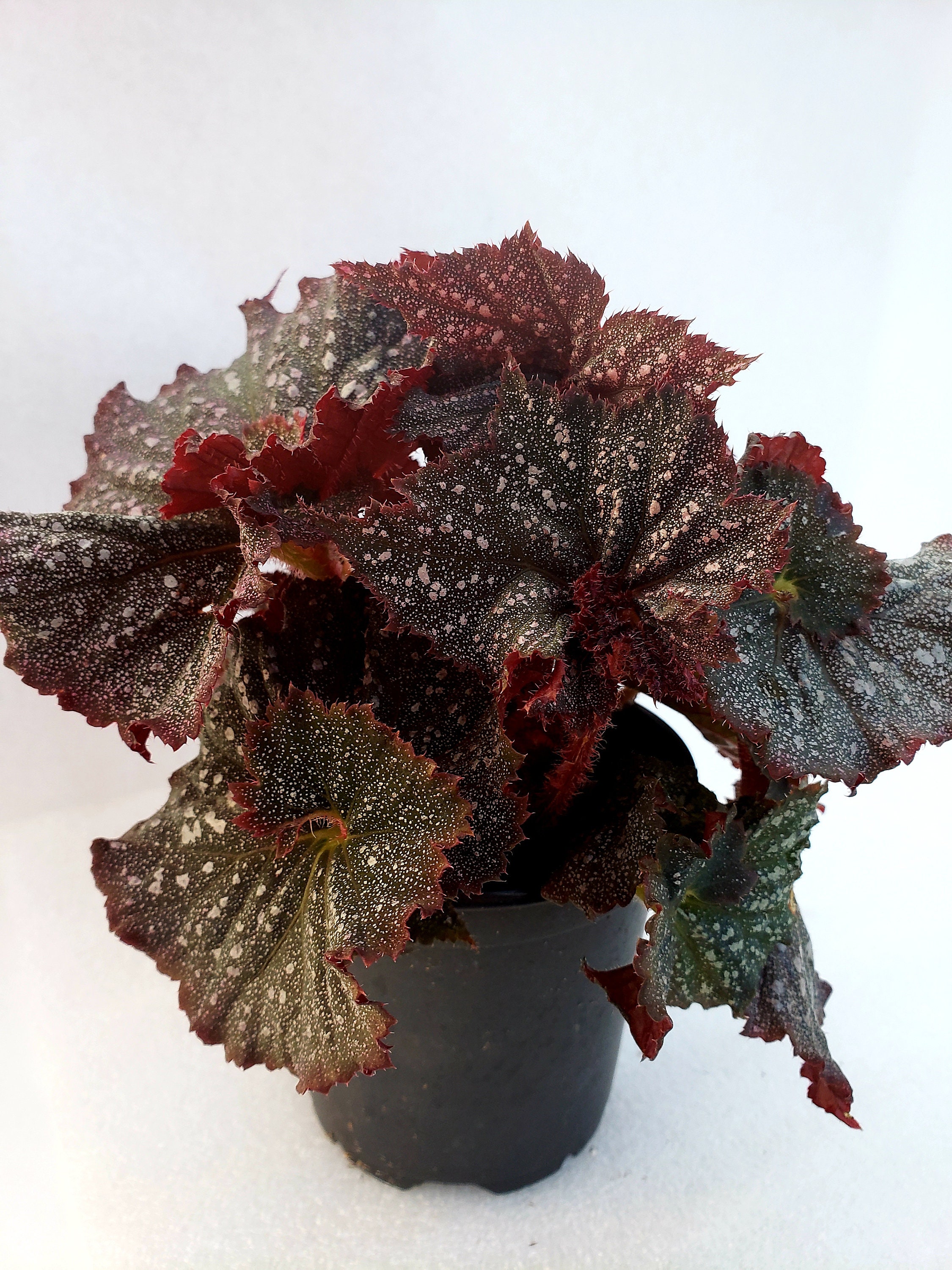 Rex Begonia 'festive Starry Night' - Etsy