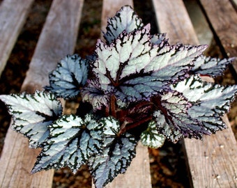 Rex Begonia 'Shadow King Moonlight'