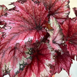 Rex Begonia 'Candy Apple' BFF EXCLUSIVE image 3