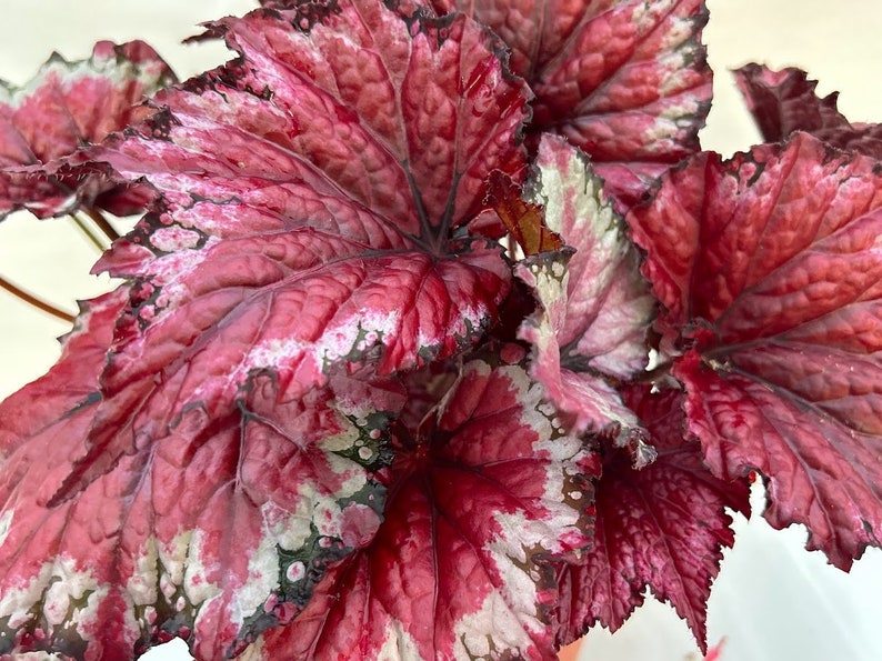 Rex Begonia 'Candy Apple' BFF EXCLUSIVE image 3