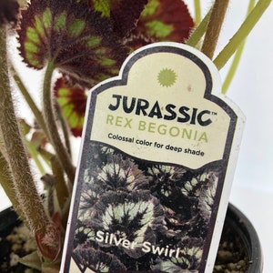 Jurassic™ Rex Begonia 'Silver Swirl' image 5
