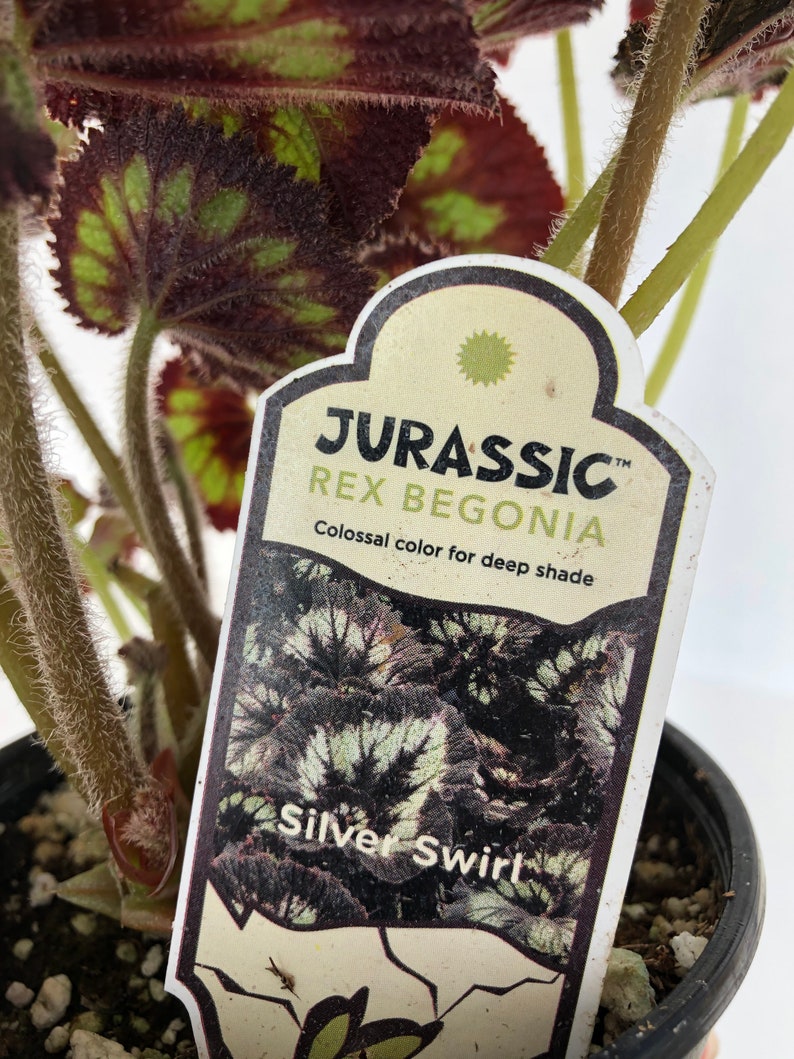 Jurassic™ Rex Begonia 'Silver Swirl' image 5