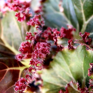 Rhizomatous Begonia 'Madame Queen'
