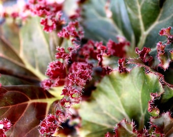 US Seller EXACT PLANT Pink Variegated Begonia Cucullata Pink