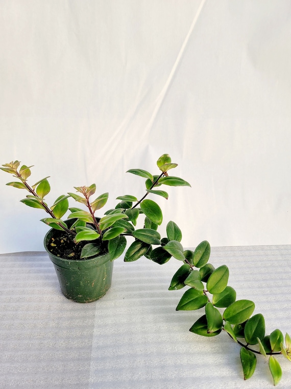 Lipstick Plant Aeschynanthus Radicans Etsy