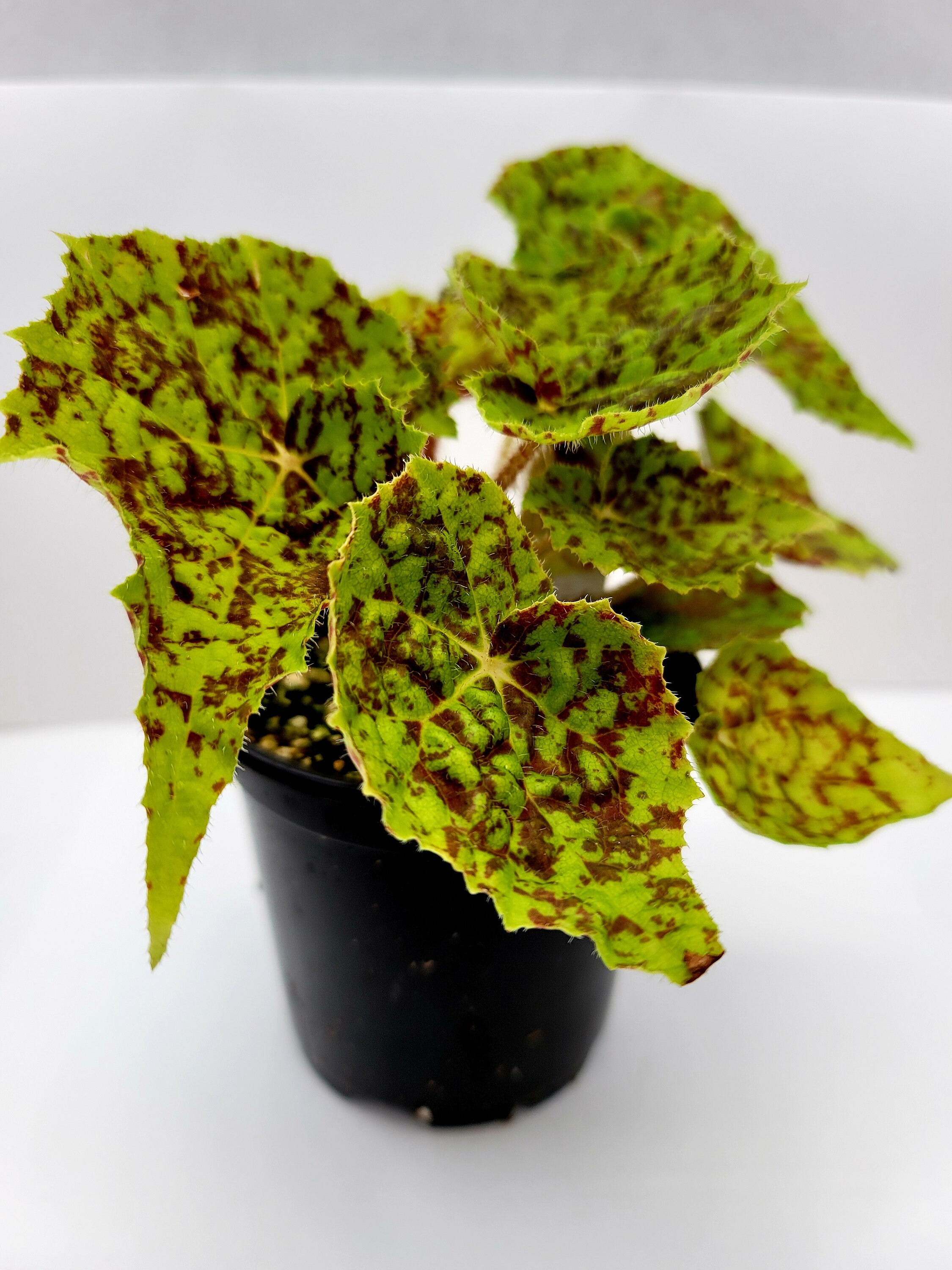 Marmaduke Rhizomatous Begonia Etsy